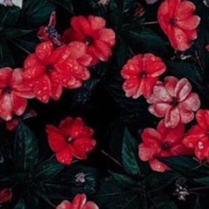 Meet your Posher, Grace